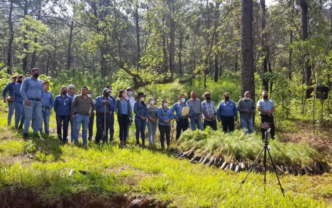 Inicia en Ziracuaretiro programa de reforestación 2021