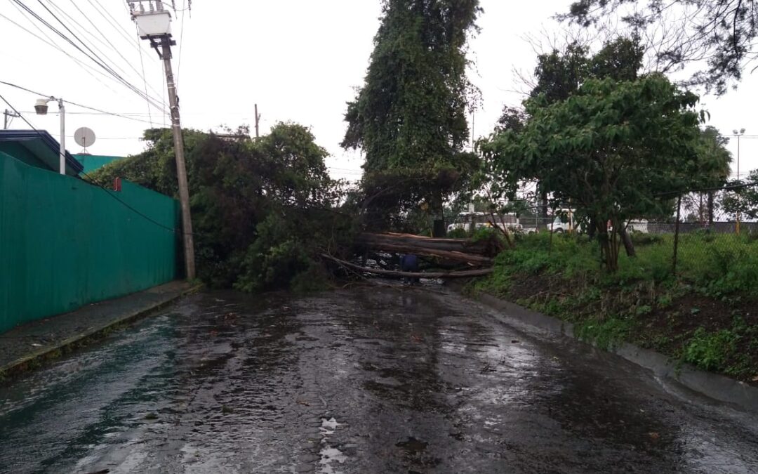 Cae árbol y derriba cables y postes en Libramiento Oriente
