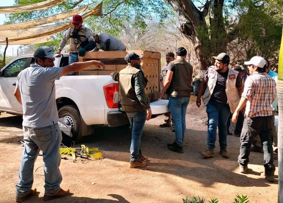 Resguarda Zoológico de Morelia ejemplares decomisados en Huetamo