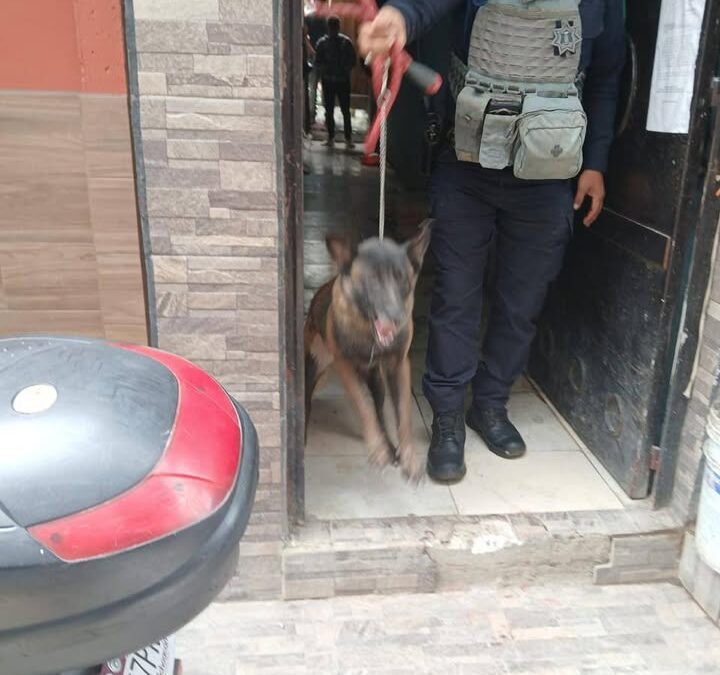 En cateo, Fiscalía General asegura dos ejemplares caninos que atacaron a una mujer de 86 años