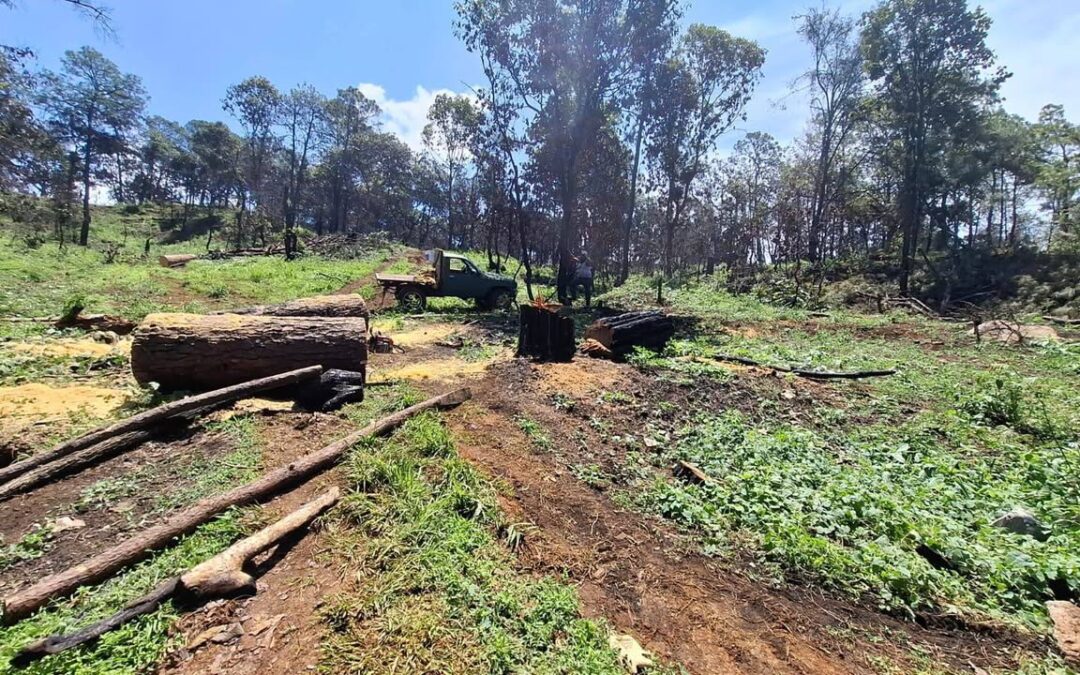 SSP asegura predio con más de 34 mil m³ afectados por tala ilegal en Uruapan