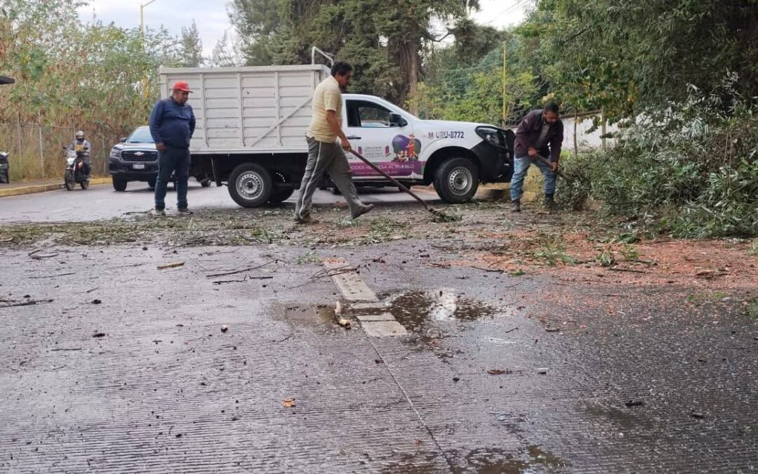 Atiende Ayuntamiento caída de rama en la avenida San Francisco