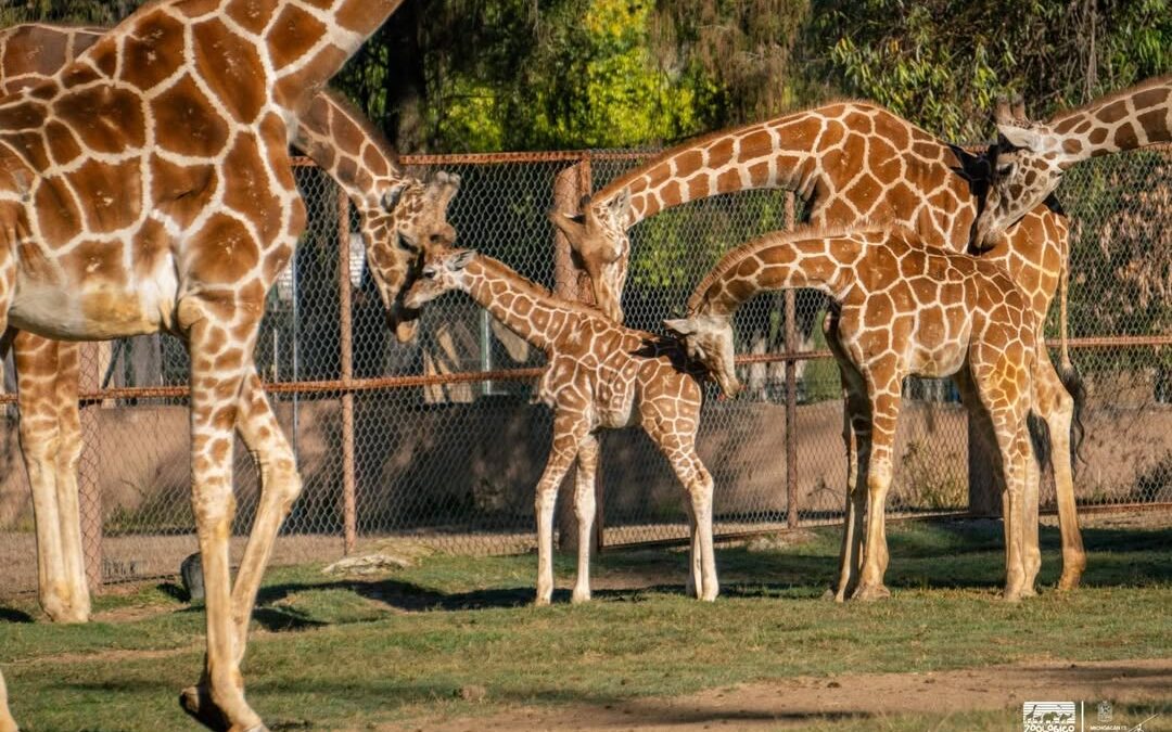 Luciano, el nombre de la jirafita del Zoológico de Morelia