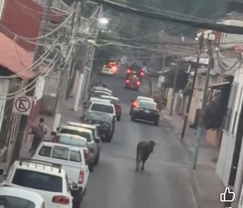 Toro lesiona a al menos dos personas en céntricas calles