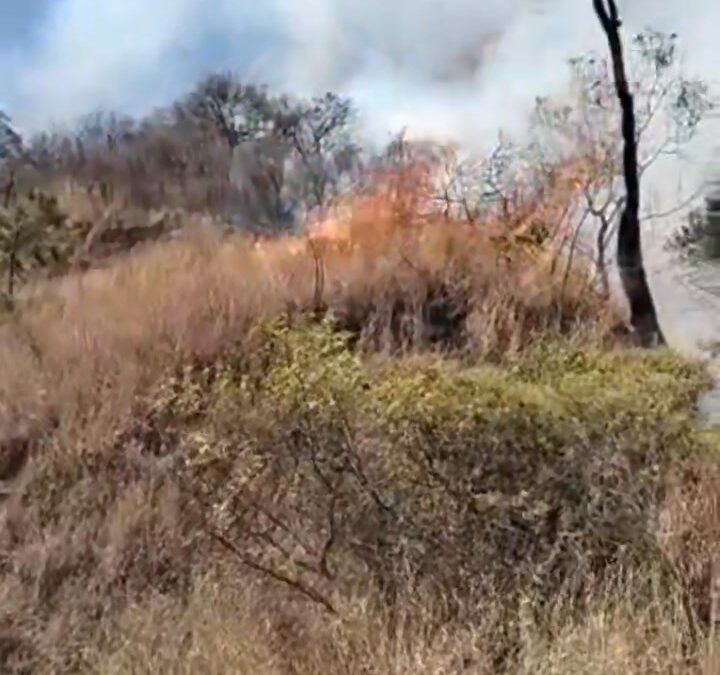 Controlan incendio forestal en Ziracuaretiro