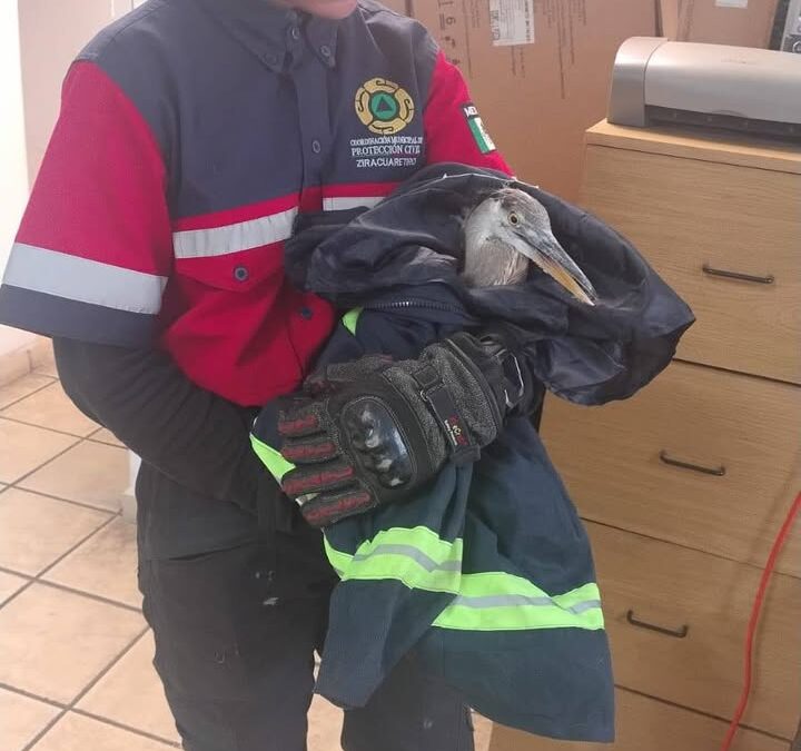 Protección Civil de Ziracuaretiro rescata garza